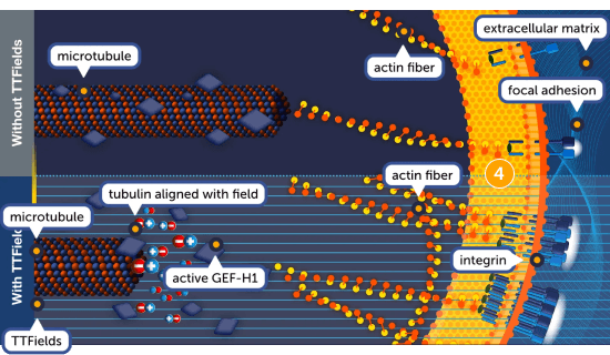 TTFields impact on integrin and actin fiber dynamics at the cell membrane