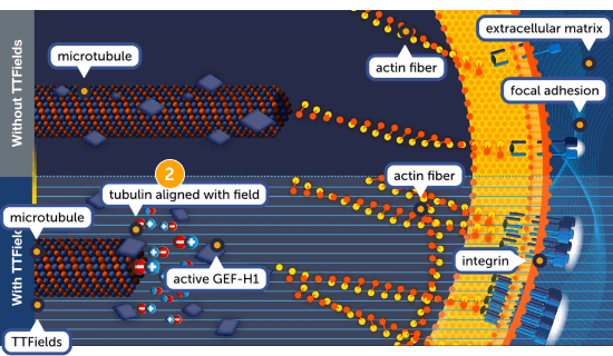 TTFields action on cellular adhesion mechanisms - step 2