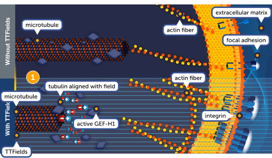 TTFields effects on microtubules and actin fibers - stage 1