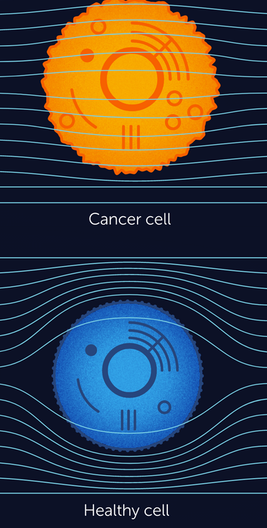 TTFields spare healthy cells because they have different properties (including division rate, morphology, and electrical properties) than cancer cells
